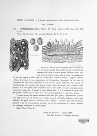 Cronartium pini image